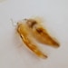 see more listings in the Feather Earrings Natural 2 to 4 inches section