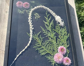 Mink Spine & Skull Shadowbox – Real Bone Art, Floral Specimen Display, Gothic Nature Decor, Oddities Wall Art
