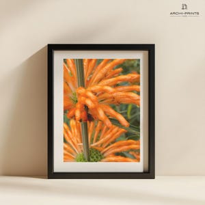 Orange Flower Wall Art Printable, Lion’s Tail Botanical Photo, Digital Download Nature Print, Floral Photography, Vibrant Boho Decor