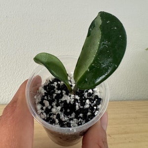 Hoya Carnosa &#39;Silver Moon&#39; (AH-074) - Stunning Variegation and Vibrant Flowers - Small House Plant - Indoor or Outdoor Plant