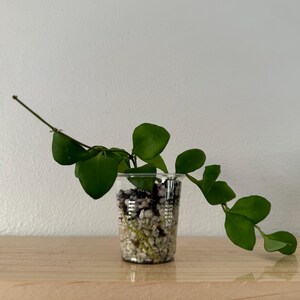 Hoya Heuschkeliana Flor rosa - Aroma dulce a caramelo y flores vibrantes - Planta de interior pequeña - Planta de interior o exterior