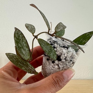 Hoya sigillatis rare - beauté tropicale avec feuillage unique - petite plante d&#39;intérieur - plante d&#39;intérieur ou d&#39;extérieur