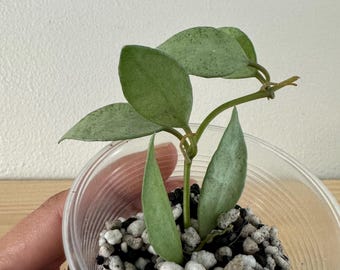 Hoya Lacunosa Menta - Fácil de cuidar, hermosas flores - Planta de interior pequeña - Planta de interior o exterior