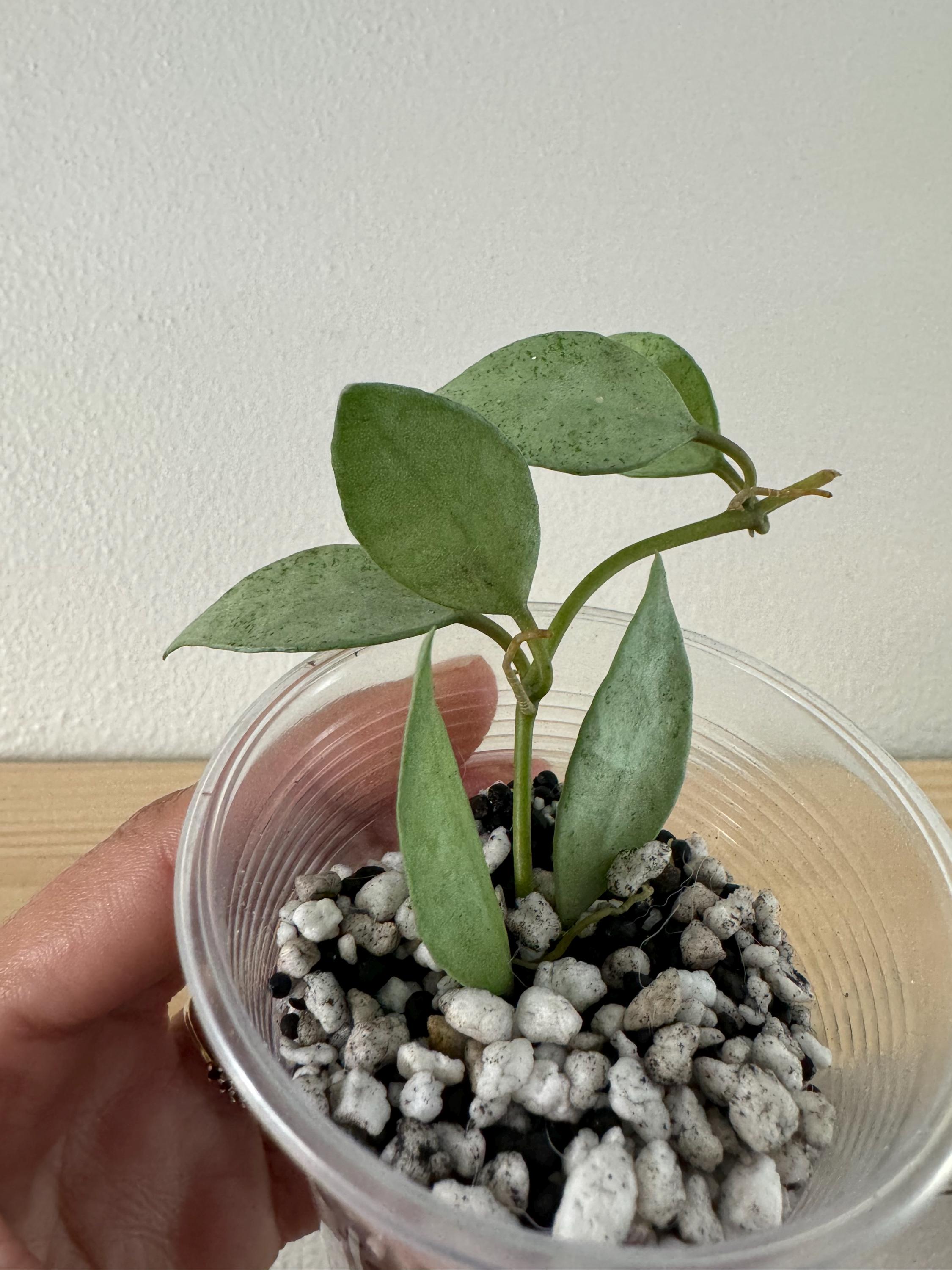 Hoya lacunosa - Etsy 日本