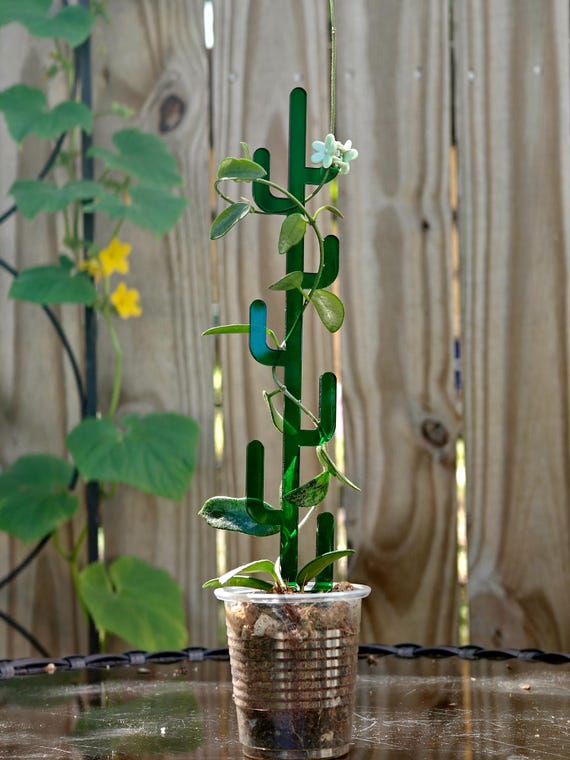lemon tree indoor plant Meyer Lemon Tree and Bush for Sale