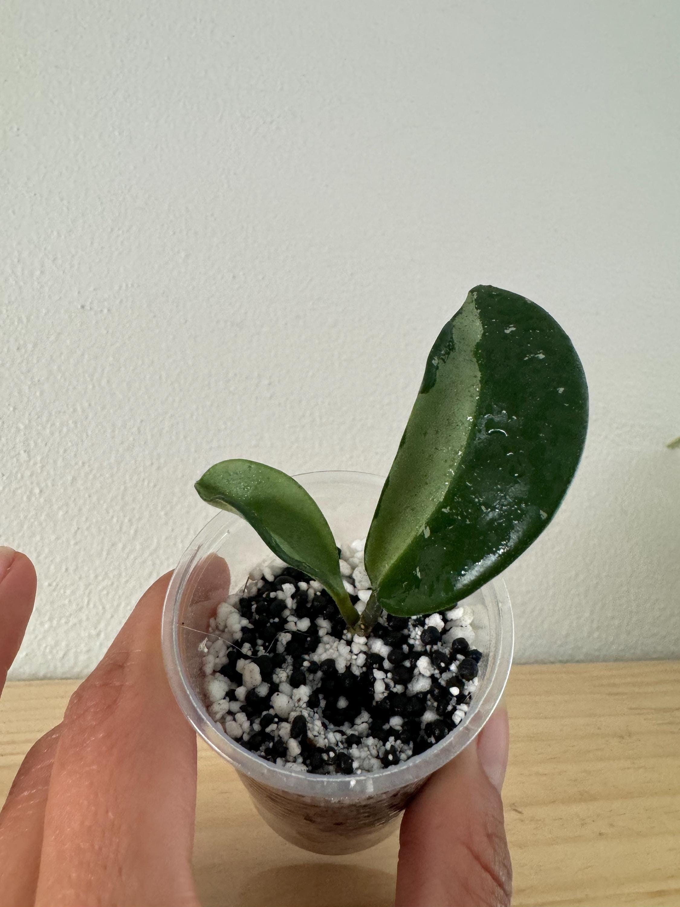 Hoya ah 074 - Etsy 日本