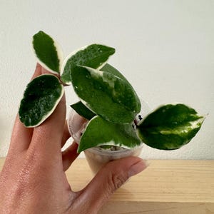 Hoya Carnosa &#39;Krimson Queen&#39; - Beautiful Variegation and Sweet-Smelling Flowers - Small House Plant - Indoor or Outdoor Plant