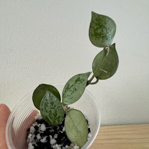 Hoya Krohniana Super Silver - Highly Variegated and Unique Foliage - Small House Plant - Indoor or Outdoor Plant