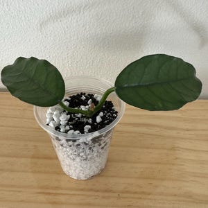 Planta híbrida Hoya globulosa: fácil cuidado, hermosas flores: planta de interior pequeña o de exterior