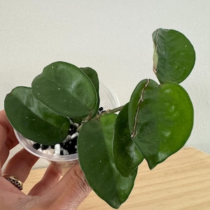 Hoya Carnosa &#39;Krinkle 8&#39; - Chocolate-Scented Blooms and Unique Hybrid - Small House Plant - Indoor or Outdoor Plant