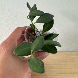 Hoya Burtoniae - Planta de interior pequeña, de rápido crecimiento y fácil cuidado - Planta de interior o exterior