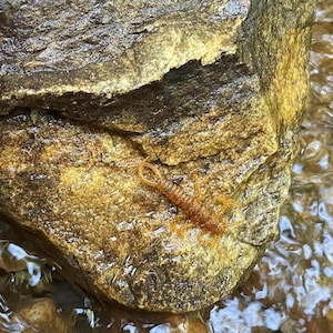 May include: A close-up of a small, orange-brown centipede crawling on a wet, brown rock in a stream.