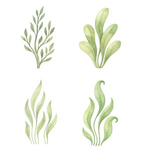 Akvarell undervattens clipart 45 PNG, söta havsdjur PNG, väggkonst för barnrum, babyshowerdekor, valbläckfisk maneter set. Havsdjur bild 10