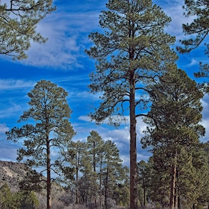 May include: A landscape with tall pine trees under a bright blue sky with clouds. The trees have green foliage and brown trunks, with dry grass and a dirt path in the foreground. The scene evokes a sense of nature.