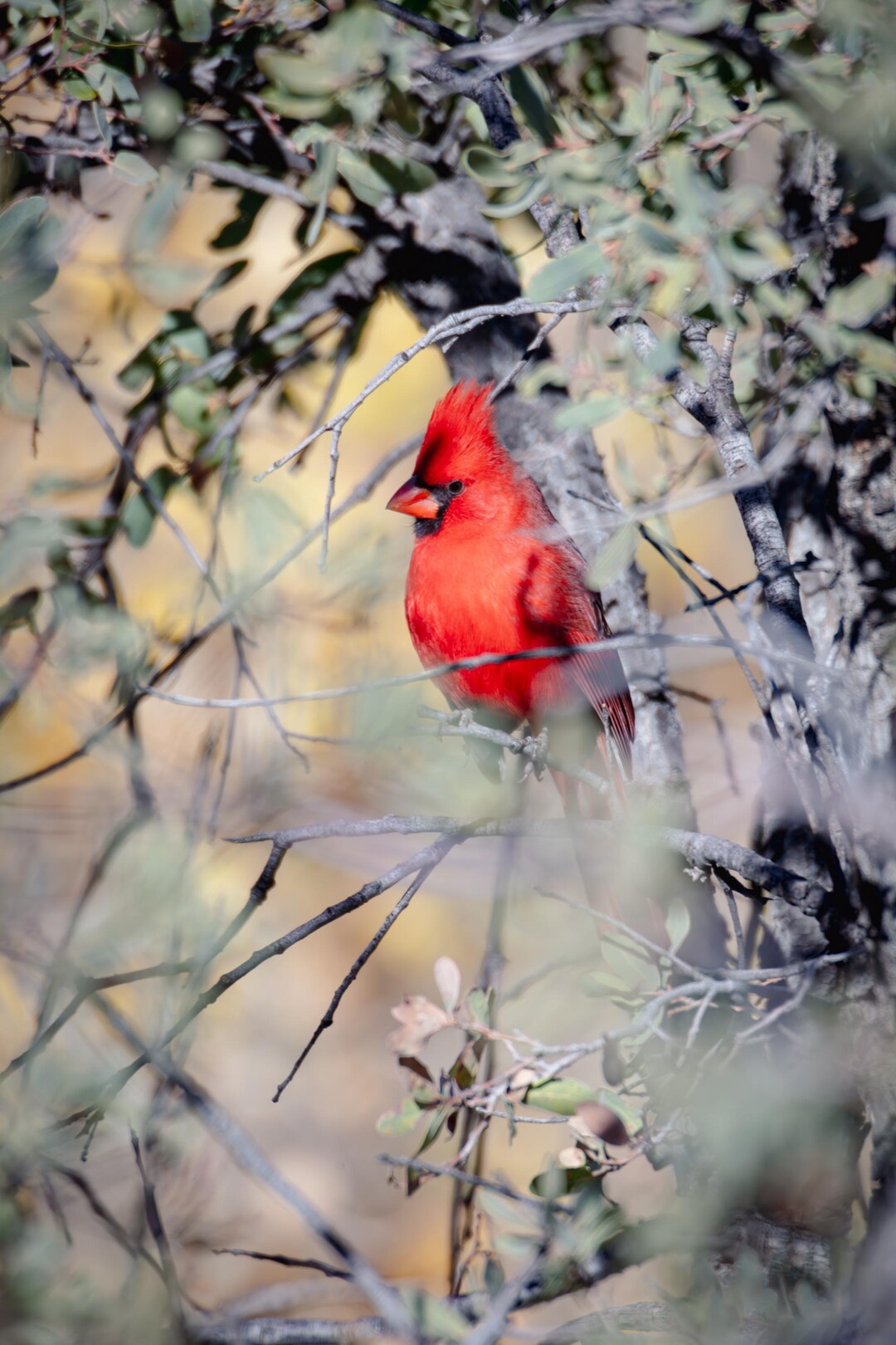 Cardinal Bird Photo, Cardinal in Nature, Red Cardinal, Red Bird, Close ...