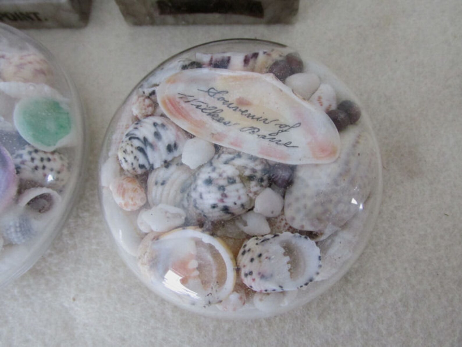 Antique Sea Shell Paperweights Nautical Sailor Art Souvenirs Etsy