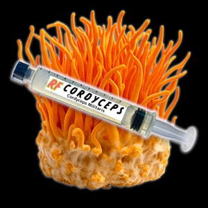 Bio-Cordyceps Belüftete Flüssigkultur-Spritzen-Kit (Cordyceps Militaris)