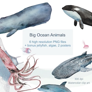 Aquarell Ozean Tiere PNG Set - Walhai, Cachalot, Riesenkalmar, Orca, Mantarochen, Delfine + Bonus Qualle & Algen Sea Life Clipart