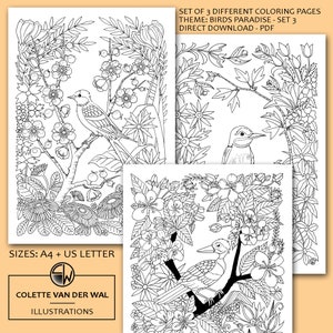 Páginas para colorear de pájaros caprichosos - Conjunto de 3 diseños ilustrados a mano - Descarga instantánea digital - Tamaños de carta A4 y EE. UU.