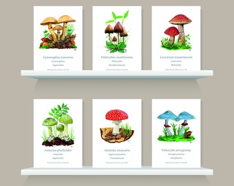 Mushrooms / toadstool Series - Illustration Print A6 - 4,13 x 5,83 inch - mini art card pack - six cards - watercolors