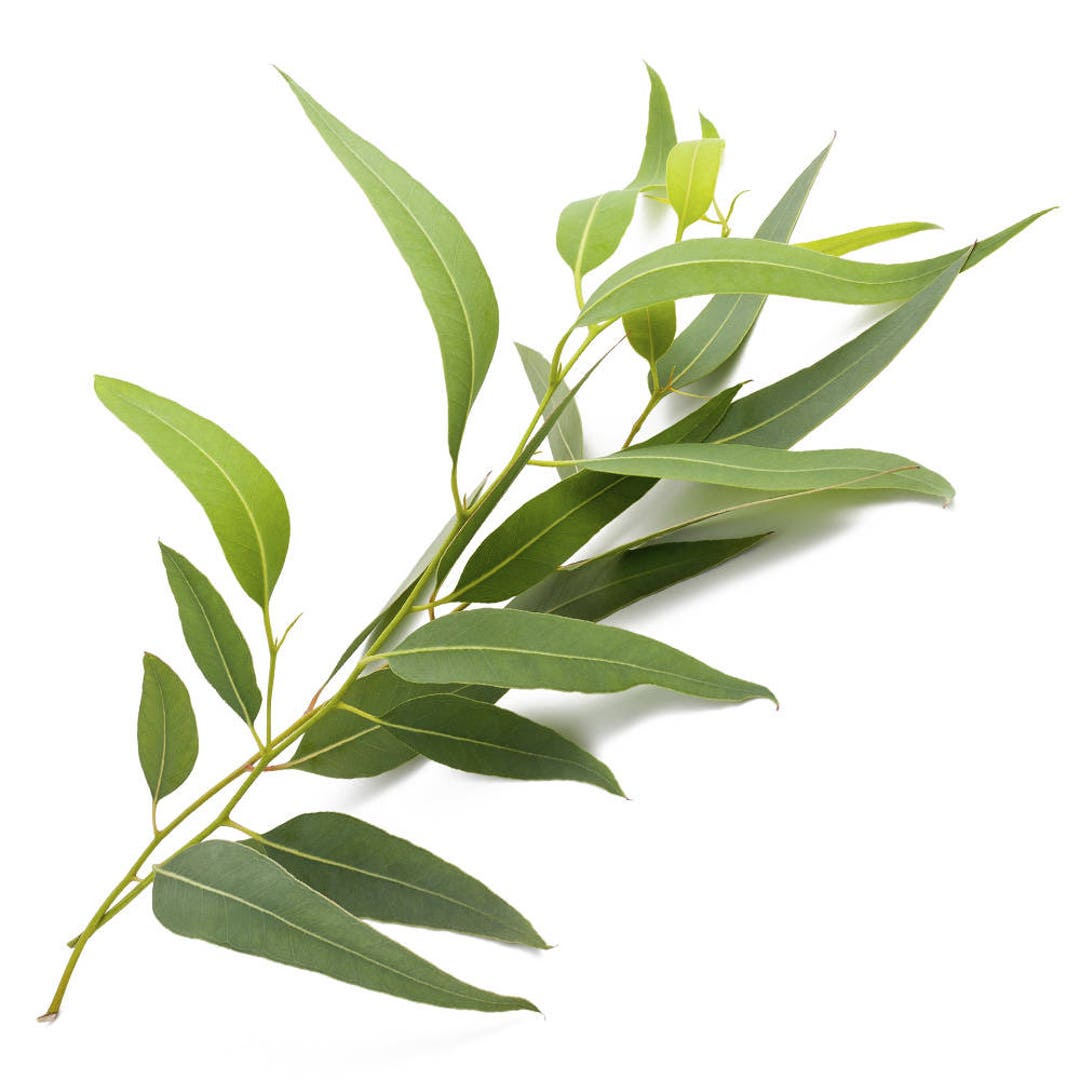 2 Pounds of Fresh Eucalyptus Leaves Etsy