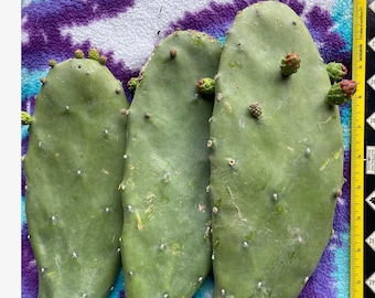 Opuntia Prickly Pear Cactus Pads