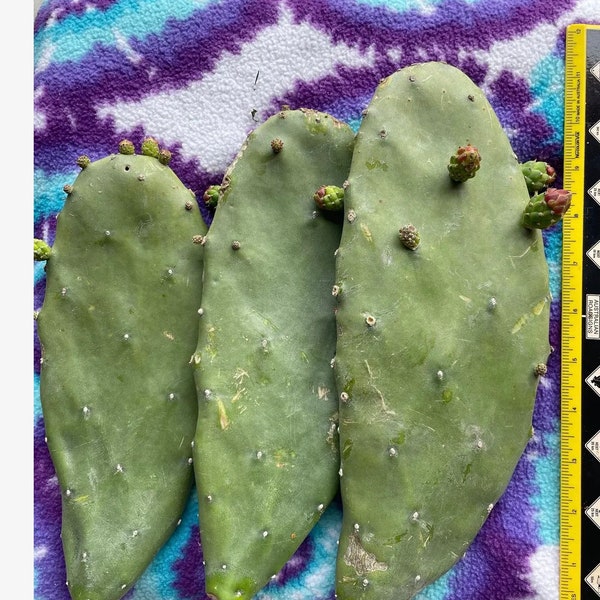 Opuntia Prickly Pear Cactus Pads