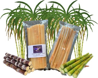 Hawaiian Sugar Cane