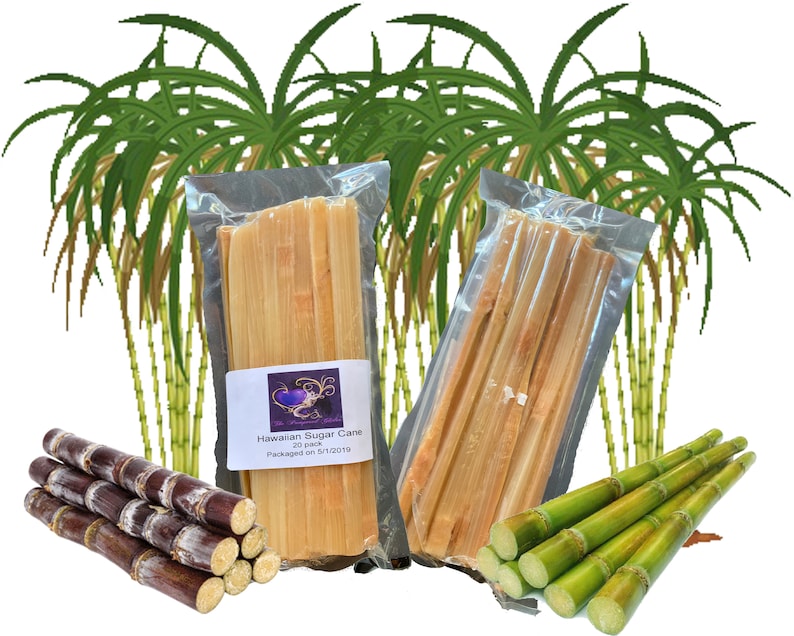 Hawaiian Sugar Cane | Etsy