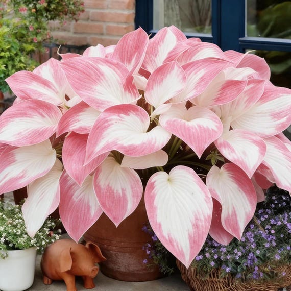 200+ Rare Hosta Seeds | Heirloom Shade Garden Plants