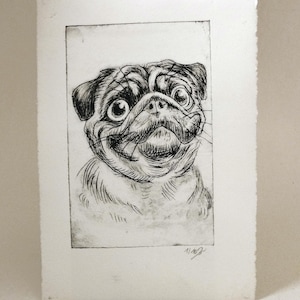 Mops – Kaltnadelradierung auf Büttenpapier, limitiertes und signiertes Unikat, Tierportrait