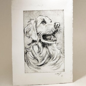 Golden Retriever – Handgefertigtes Tierportrait als Radierung, limitiertes und signiertes Unikat
