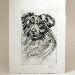 Australian Shepherd – Kaltnadelradierung auf Büttenpapier | limitierte Auflage | Hund