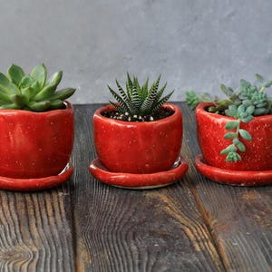 以下が含まれることがあります： それぞれ異なる多肉植物が入った、受け皿付きの小さな赤い陶器鉢が3つ。鉢はまだら模様で、木製の表面に置かれています。多肉植物は緑色で、形も様々です。