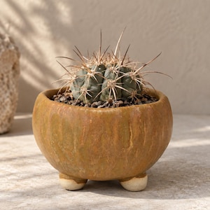 May include: A small, round, mustard-yellow ceramic planter with a textured, mottled finish and three short, light-colored feet. The planter holds a green, globe-shaped cactus with sharp, radiating spines and dark soil visible at the base.