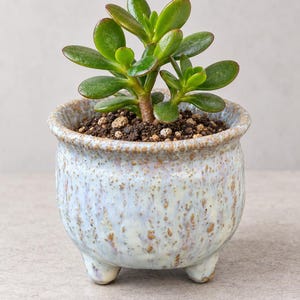 May include: A small jade plant with thick, glossy, oval-shaped green leaves potted in a round, light blue and white speckled ceramic planter. The planter features a textured, mottled glaze finish and rests on three small, rounded feet.