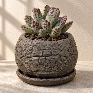 May include: A succulent plant with thick, pale green leaves featuring dark purple spots, potted in a round, dark brown ceramic planter with a heavily cracked, textured surface and a matching circular saucer base.