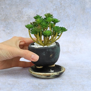 May include: A small, dark ceramic pot with a green succulent plant. The pot sits on a matching saucer. The plant has bright green leaves and is filled with white pebbles. The pot is held by a hand.