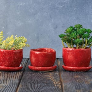Può includere: Tre vasi di ceramica rossa con sottovasi abbinati. I vasi contengono verde e rametti giallo-verdi. I vasi sono su una superficie di legno scuro contro uno sfondo grigio-blu. I vasi sono piccoli e rotondi.