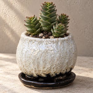 Peut inclure: Une plante succulente aux feuilles vertes pointues et empilées avec des pointes rougeâtres, plantée dans un pot en céramique blanc cassé, rond et texturé, au fini moucheté. Le pot repose sur une soucoupe en céramique sombre et brillante.