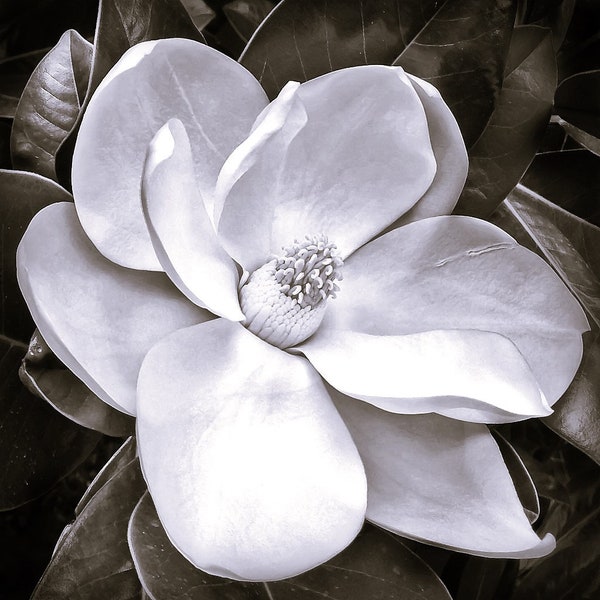 Black and White Floral Magnolia Picture print for Bathroom, Bedroom, or Office Wall Décor. Magnolia flower High resolution digital image