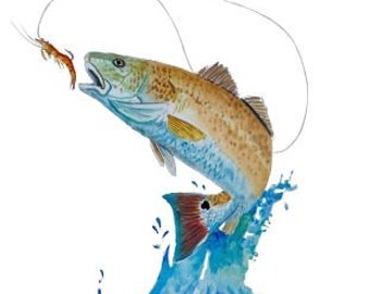 Hochauflösender digitaler Bilddownload meines Aquarells ""Roter Trommelfisch""
