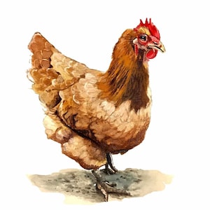 High resolution digital image download of my watercolor painting &quot;Chicken&quot; chicken print, chicken art, chicken painting - rtist504