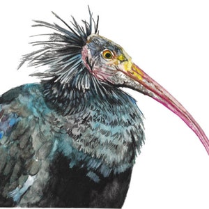 Watercolor Ibis Bird Print: High-Resolution Digital Download