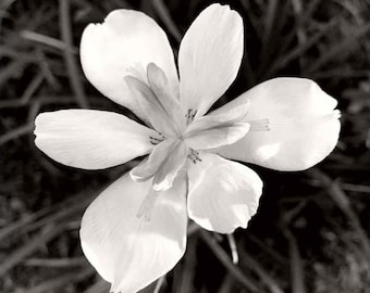Black and White Floral Print: Modern Wall Decor (Digital Download)