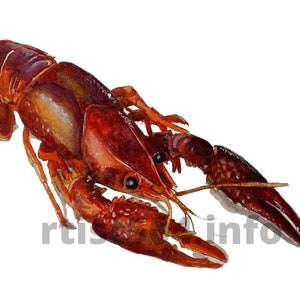 Crawfish art, crawfish print, crawfish painting, crayfish poster High resolution digital image download of my watercolor painting &quot;crawfish&quot;