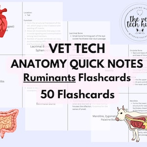 Veterinary Ruminant Anatomy & Bones Quick Notes Flashcards, Vet Tech VTNE DVM Educational Study Cards, Vet Tech Notes, Organs and Anatomy