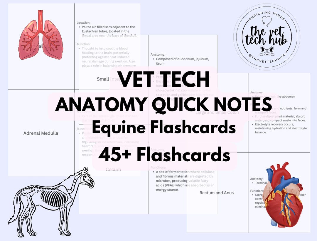 Veterinary Equine Anatomy Quick Notes Flashcards, VTNE, Vet Nurse, Tech ...