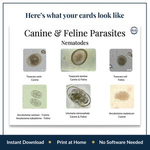 Canine Feline Endoparasite Identification Chart, Vet Tech Printable ...