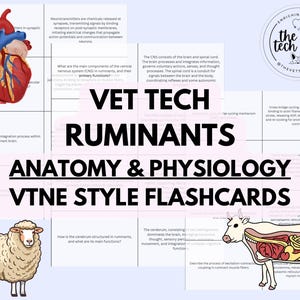 Veterinary Technology Ruminants Anatomy & Physiology VTNE Style Study Flashcards, Veterinary Medicine, Vet Nurse, Large Animal Education